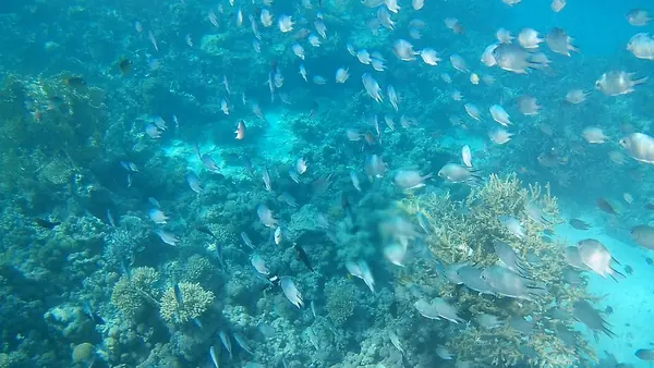 Excursion de snorkeling à Abu Dabbab