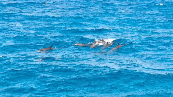 Dolphin House Snorkeling Tour
