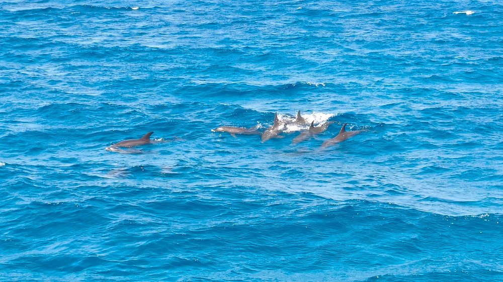 Dolphin House Snorkeling Tour
