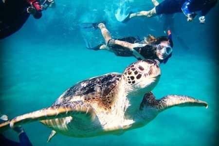Abu Dabbab Beach Full Day Trip with Turtles