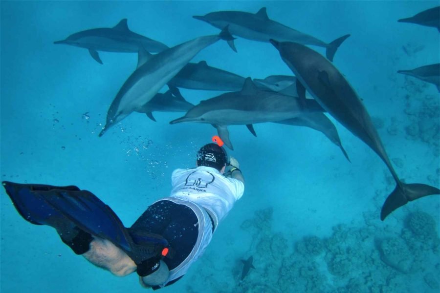 Swimming with dolphins