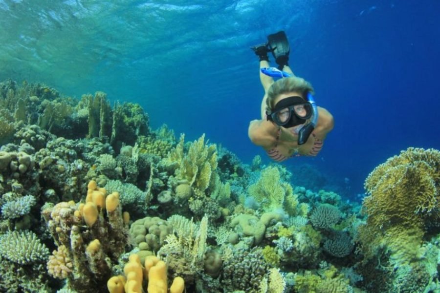 Paradise Island Snorkeling